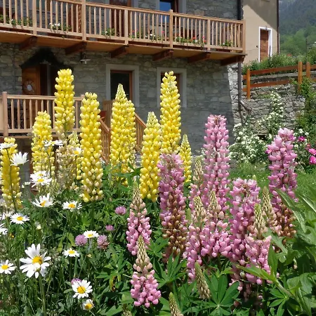 Ciliegio Saint-Vincent