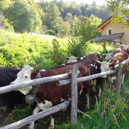 Ciliegio Saint-Vincent